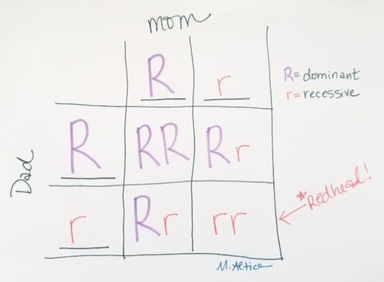 Punnet Squares example for redheaded child