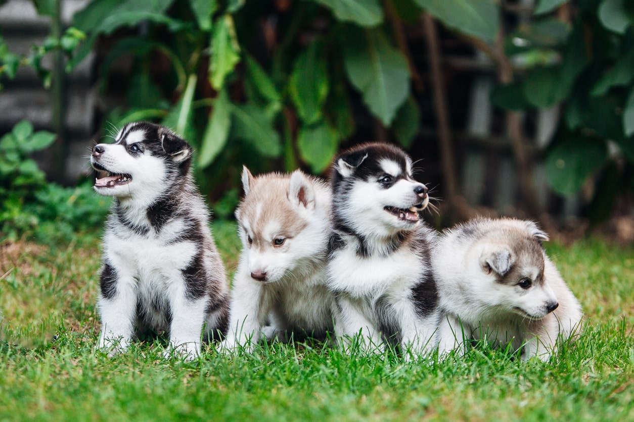 Group of husky puppies. Puppy scams during the holiday season.