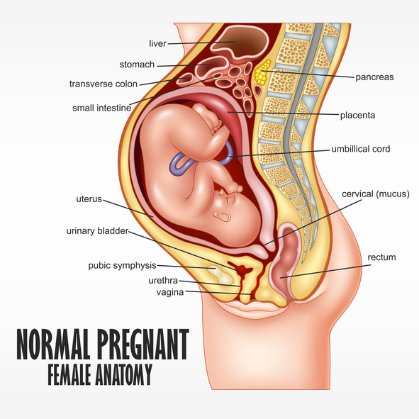 what does a mucus plug look like in pregnancy