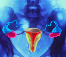 likeness of a human uterus, fallopian tubes and ovaries