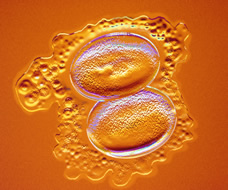 zygote dividing in two