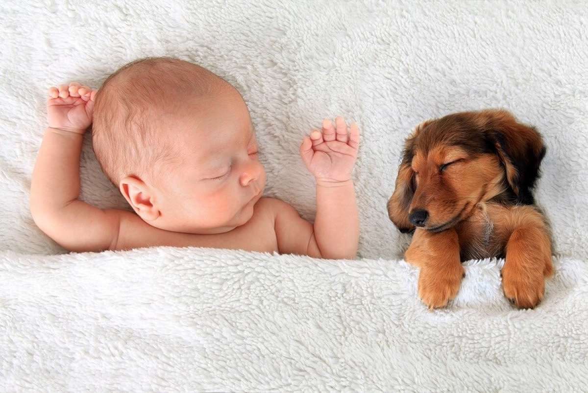 Puppy and baby Sleeping in Bed