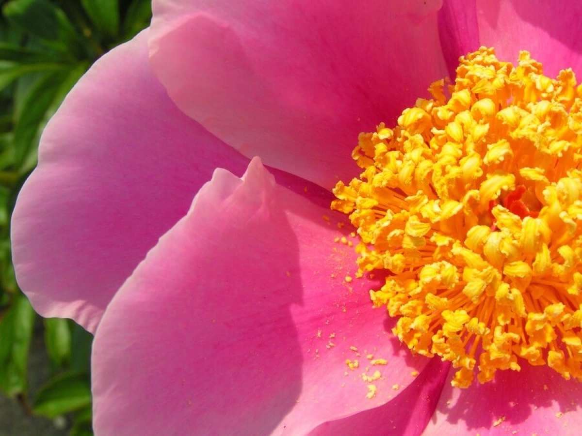 Flower Pollen Seasonal Allergies