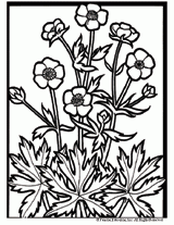 Buttercup Flower Coloring Page
