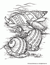 Snails Coloring Page