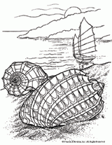 Great Harp Shells Coloring Page