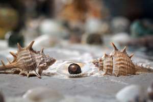 seashell magnets craft