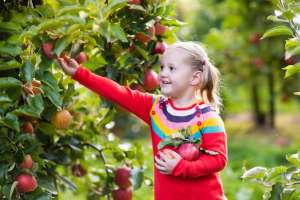fall fun family activities -- apple picking