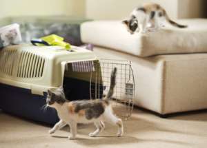 Leaving Your Cat at Home or in a Kennel While You