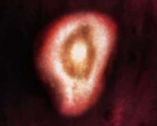 cells of blastocyst embedded in uterus