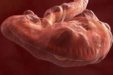 human embryo at 5 weeks and 4 days