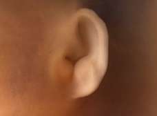 ear of human fetus at 13 weeks and 3 days