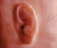 ear of human fetus at 18 weeks exactly