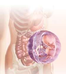 10 week embryo in uterus