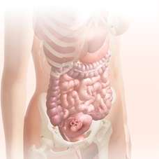 13 week fetus in uterus