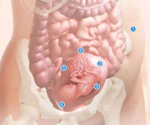 18 week fetus in uterus