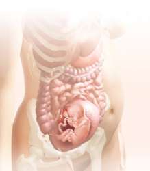 22 week fetus in uterus