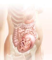 23 week fetus in uterus