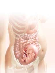 24 week fetus in uterus
