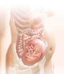 26 week fetus in uterus