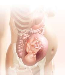 30 week fetus in uterus
