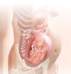 31 week fetus in uterus