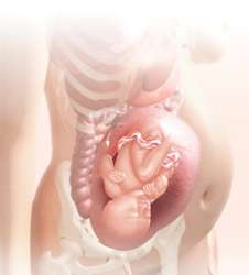 33 week fetus in uterus