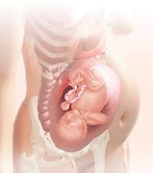 34 week fetus in uterus