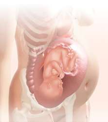 36 week fetus in uterus