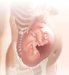 37 week fetus in uterus