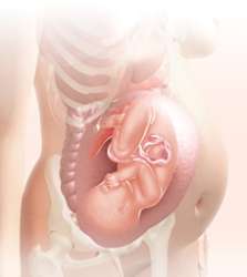 39 week fetus in uterus