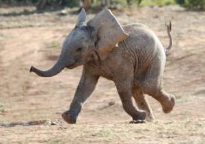 Teach Kids about Elephants Through Imitation