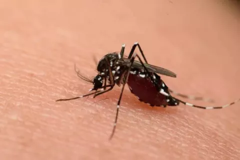 Mosquito Spreading Zika Virus