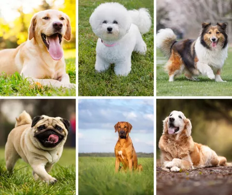 best playful dog breeds