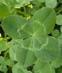four-leaf-clover