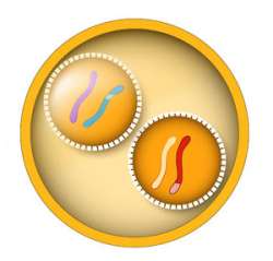 24 hours after conception