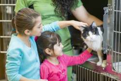 Where and How to Adopt or Buy Cats