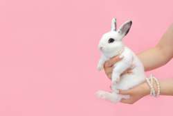 Bunny being held