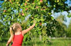 Young girl in tank top reaching for applw on tree.