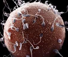 human egg surrounded by sperm