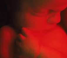 ultrasound of human fetus 36 weeks and 6 days