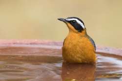 Birdbath Nature Activity for Kids