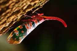 Bug Hunt Nature Activity for Kids