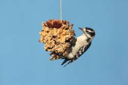 Christmas Tree Feeder
