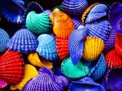 Painting Seashell Activity for Kids