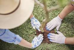 Planting a Tree Nature Activity