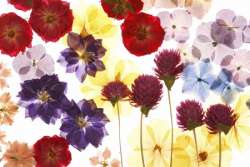 Pressed-Flower Mats Activity for Kids 