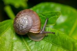 Snail Farm Activity for Kids