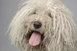 Yarn Dog Activity for Kids