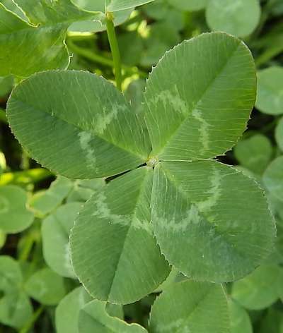 four-leaf-clover